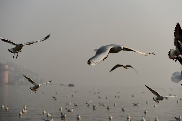 インド「インド」の写真：バラナシ