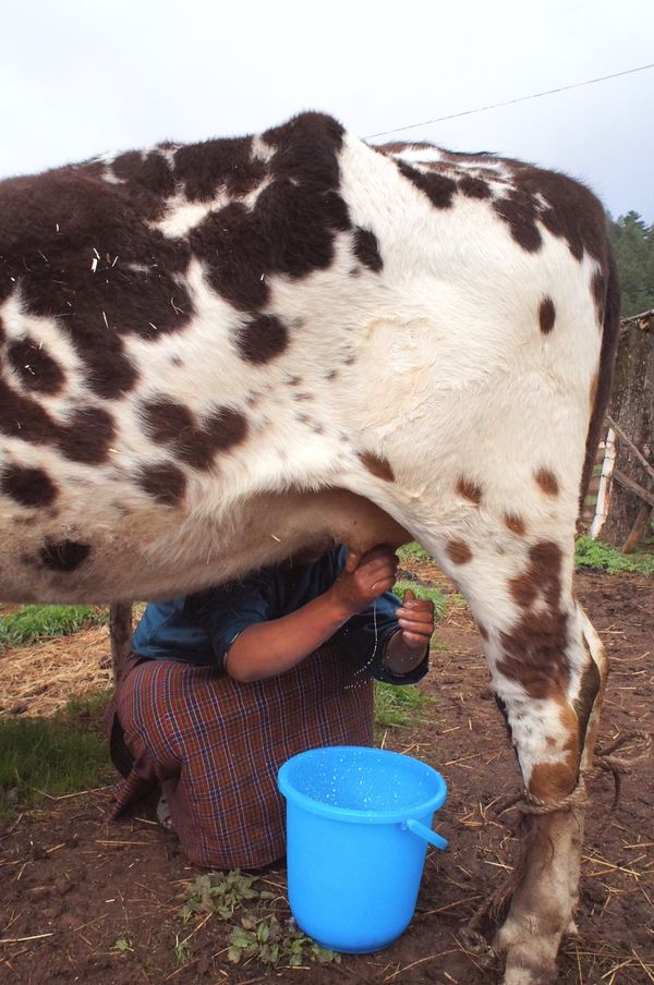 ブータン「ブータン」の写真：牛の搾乳。
朝食はご飯、蕎麦粉パン、唐辛...