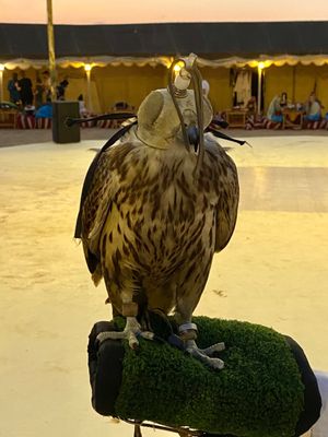 初めて鷹にお触り🦅
カッコイイ〜😍
自分の腕に乗せてみたい

鷹匠のお兄さ...