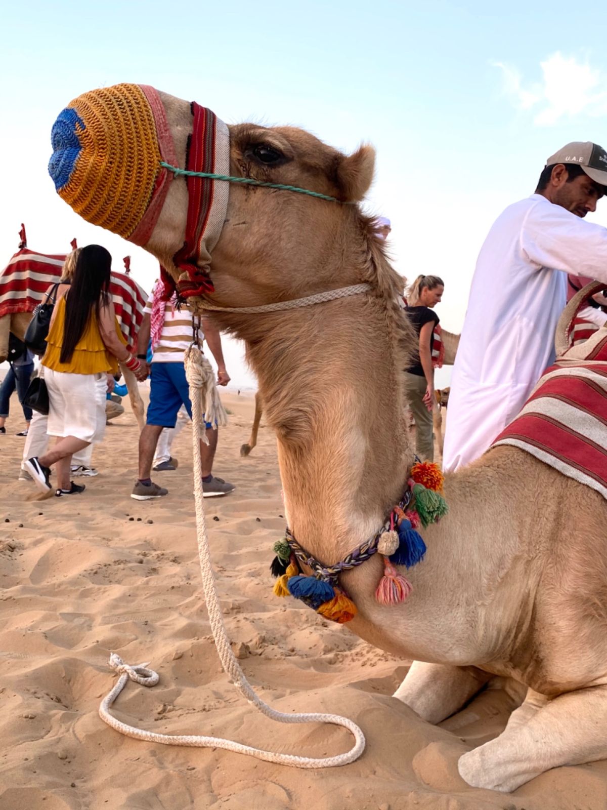 🐪ちゃん達
おとなしくて
まつげバサバサで可愛かったなぁ💕
