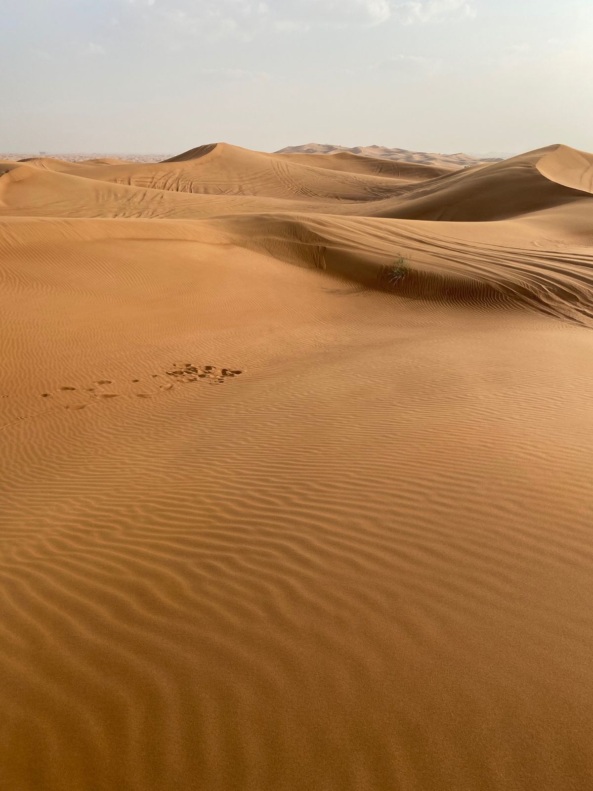 サンドボードをやっているところ🛹

砂が風でサラサラと動いている光景
キレ...