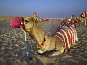 こんなに近づいても嫌がりもせず
我関せずなラクダちゃん🐪
バサバサまつ毛が...