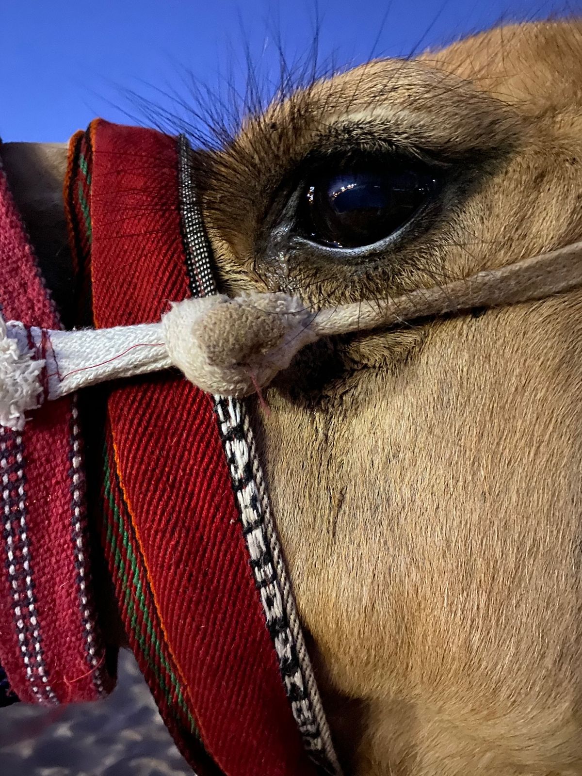 こんなに近づいても嫌がりもせず
我関せずなラクダちゃん🐪
バサバサまつ毛が...