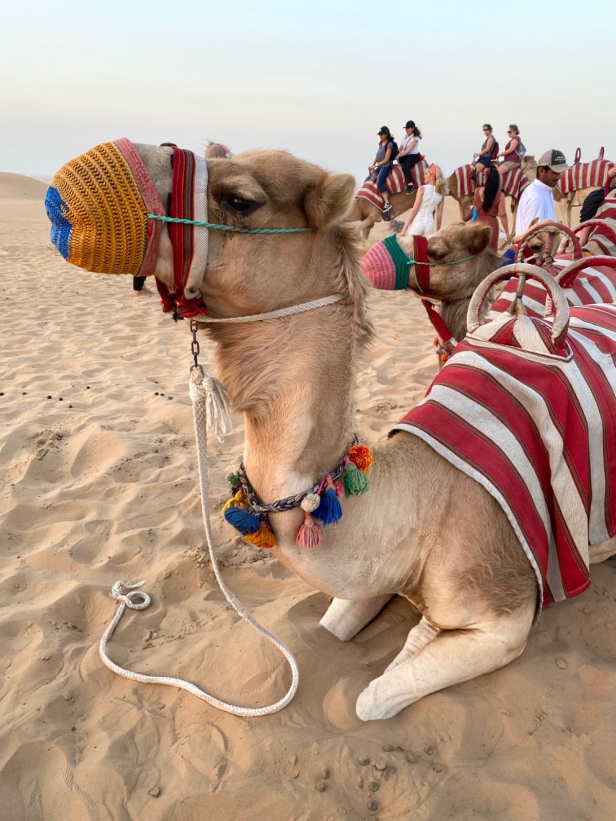 🐪ちゃん達
おとなしくて
まつげバサバサで可愛かったなぁ💕