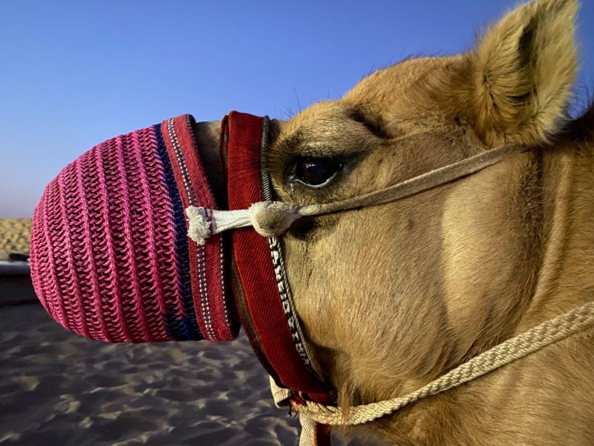 こんなに近づいても嫌がりもせず
我関せずなラクダちゃん🐪
バサバサまつ毛が...