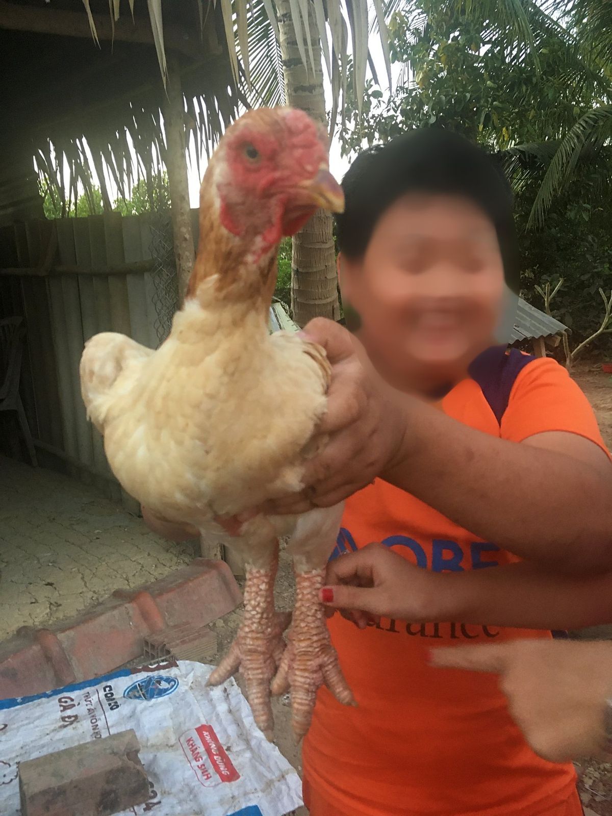 カントー空港と脚の太いニワトリgà đông tảo(ドンタオ鶏)の親とひな鳥