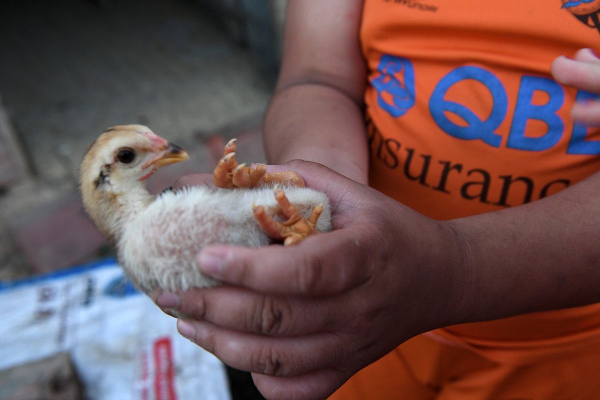 カントー空港と脚の太いニワトリgà đông tảo(ドンタオ鶏)の親とひな鳥
