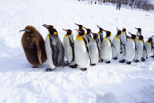 日本・北海道「北海道旅行」の写真：💁‍♀️旭山動物園
閉園まで時間なくてゆ...