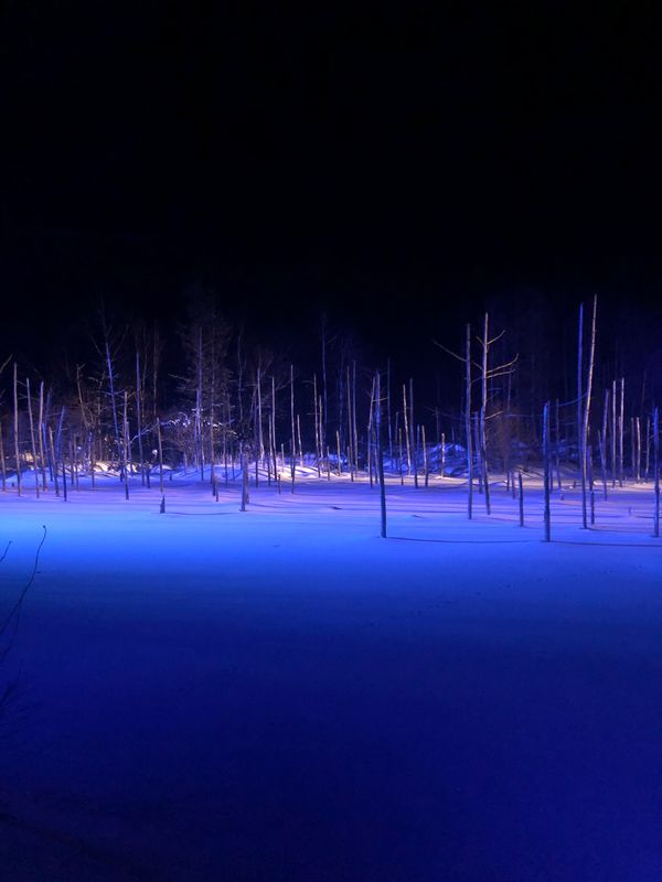 日本・北海道「北海道旅行」の写真：💁‍♀️白金青い池
青い池のはずが白い雪、、笑