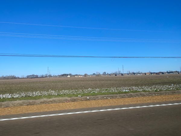 アメリカ(米国)・メンフィス、「音楽ルーツを辿る旅」の写真：メンフィスから車で約30分
綿花畑が広が...