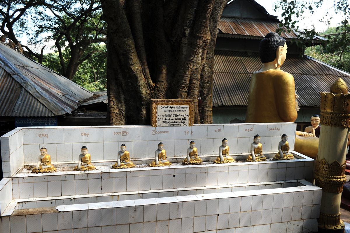 タウン・カラット