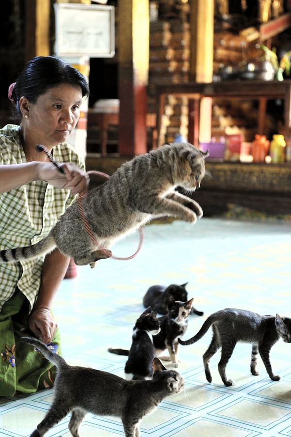 ミャンマー「ミャンマー、ベトナム」の写真：ガーペー僧院のジャンピングキャット他、イ...