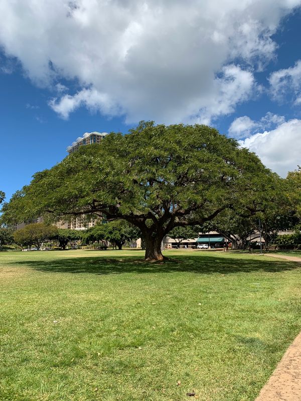 アメリカ(米国)・ハワイ「ハワイ旅行」の写真