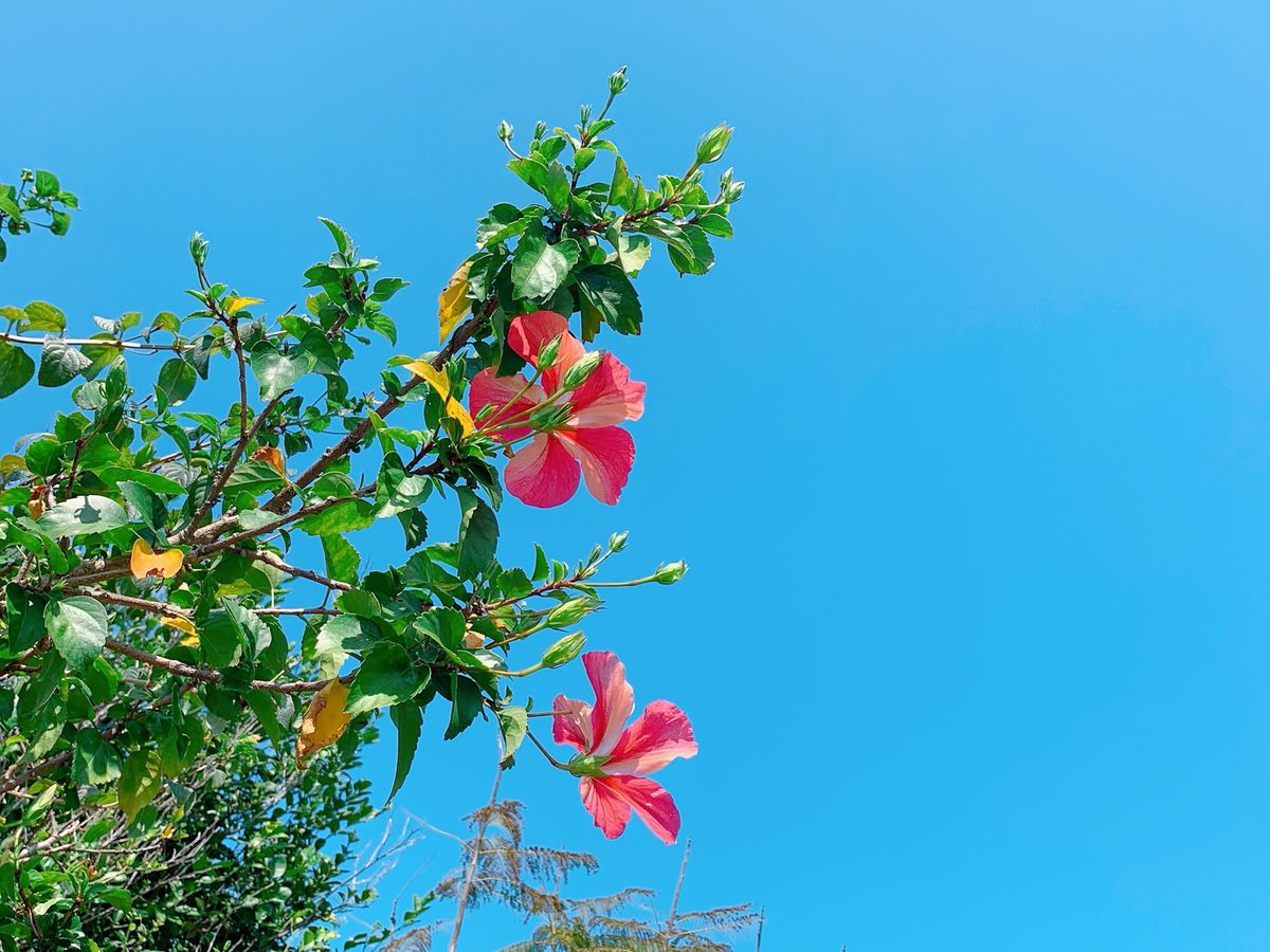 奄美旅行二日目は、古仁屋港からフェリーに乗って加計呂麻島へ。

街らしい街...