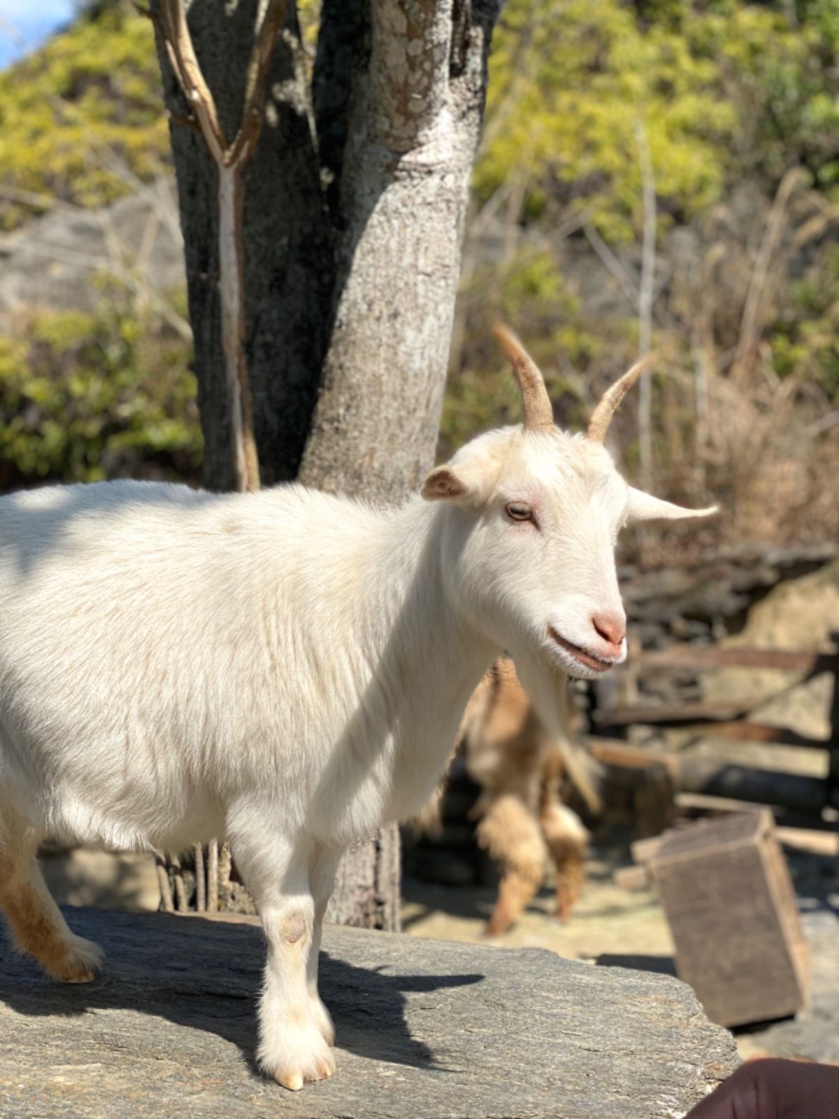 めちゃくちゃベスポジで餌貰うのを
スタンバイしてくる🐐