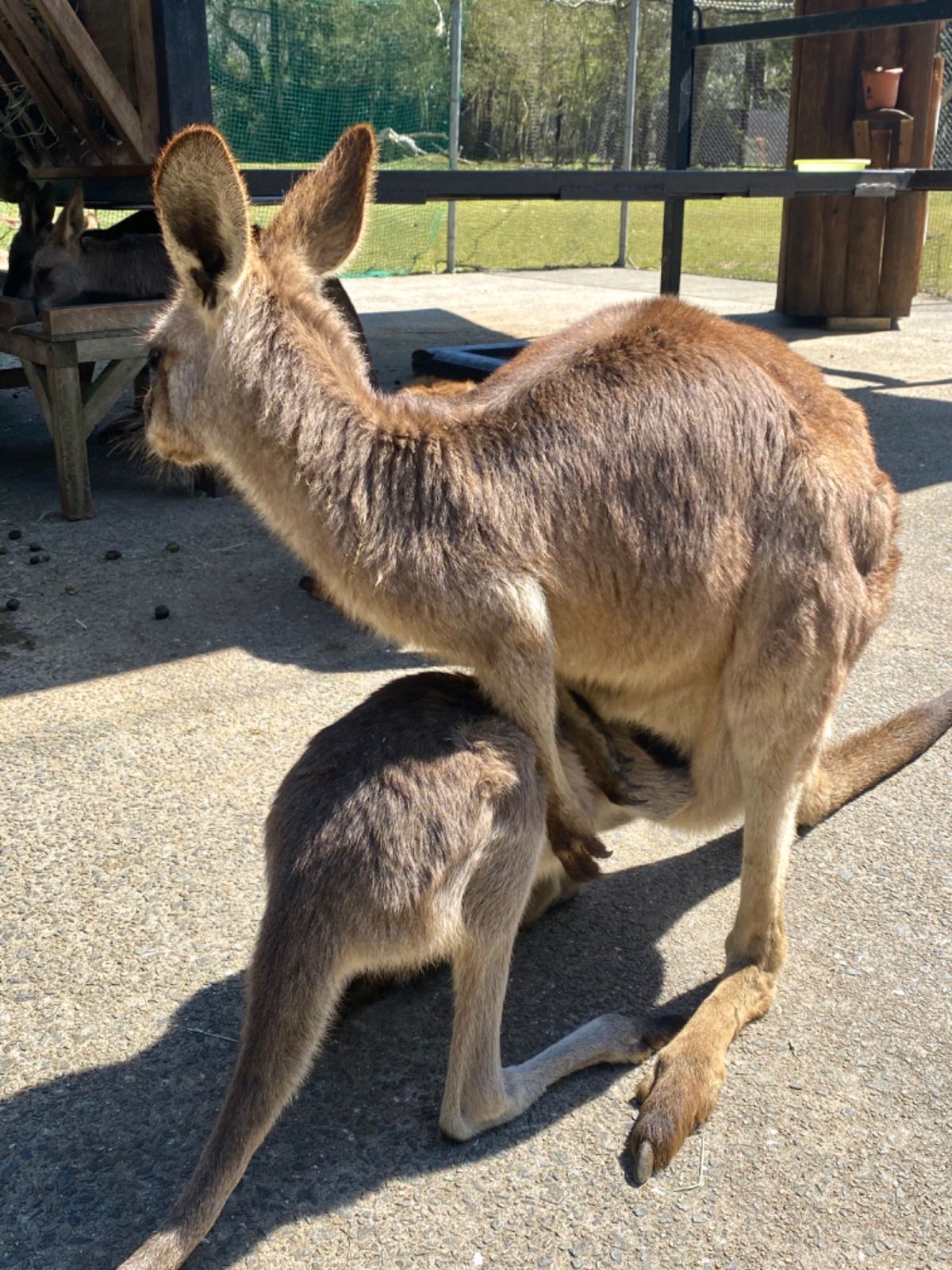 カンガルー🦘の赤ちゃんが
お母さんの袋に顔を突っ込んで
おっぱい飲んでた
...
