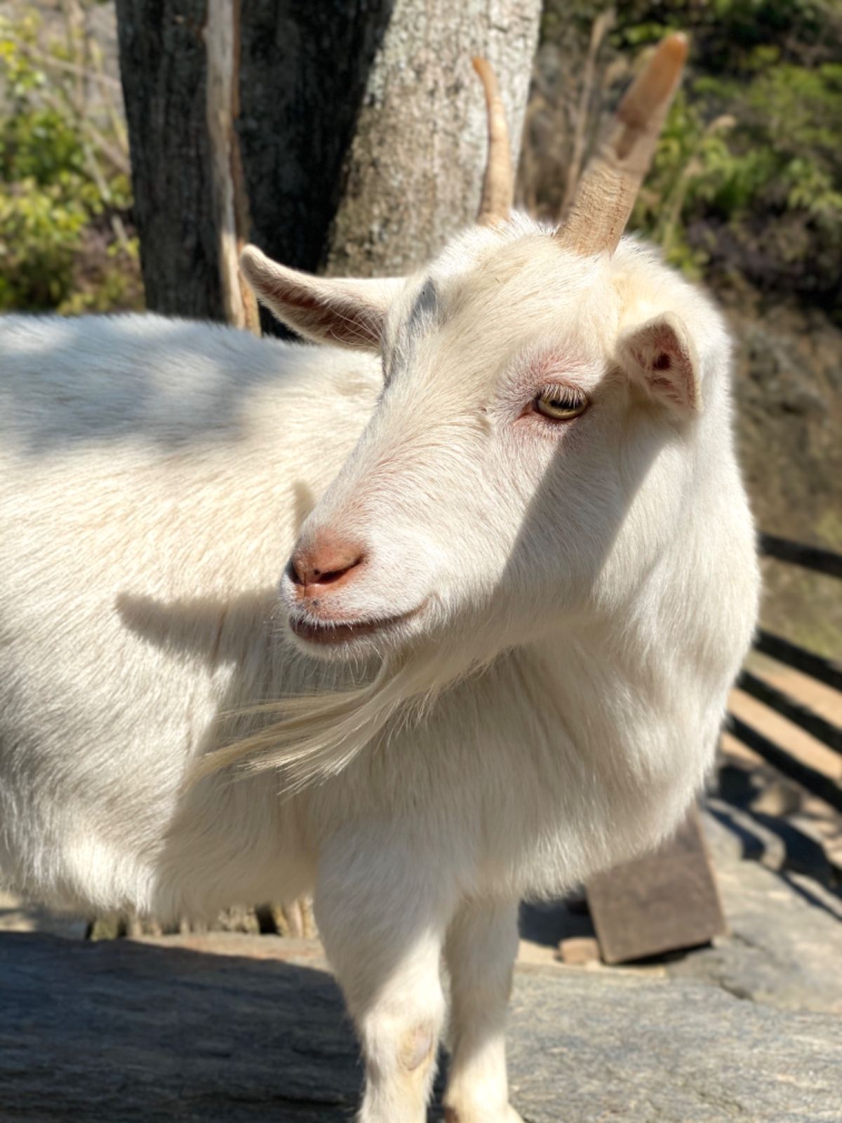めちゃくちゃベスポジで餌貰うのを
スタンバイしてくる🐐