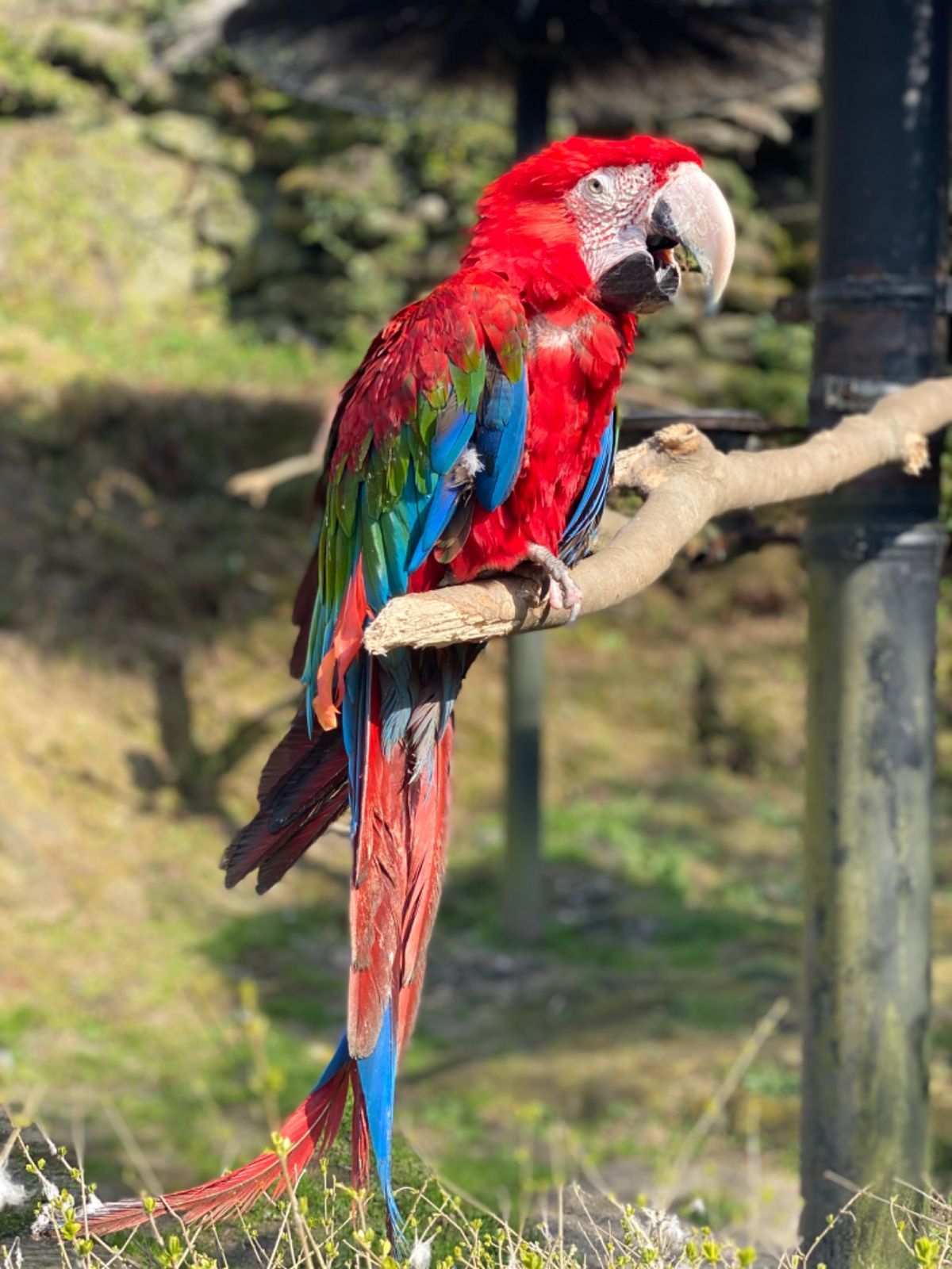 バイオパークのコンゴウインコちゃんは
いつもご機嫌🦜🎶