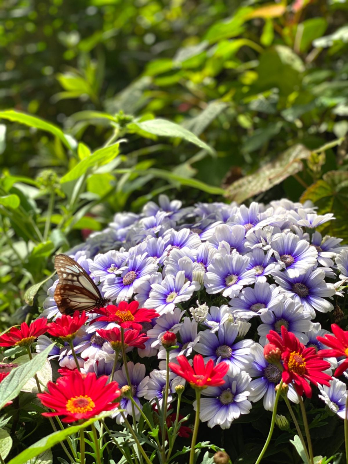 温室の中の蝶たち🦋
タイミングよく撮影するのなかなか難しい〜