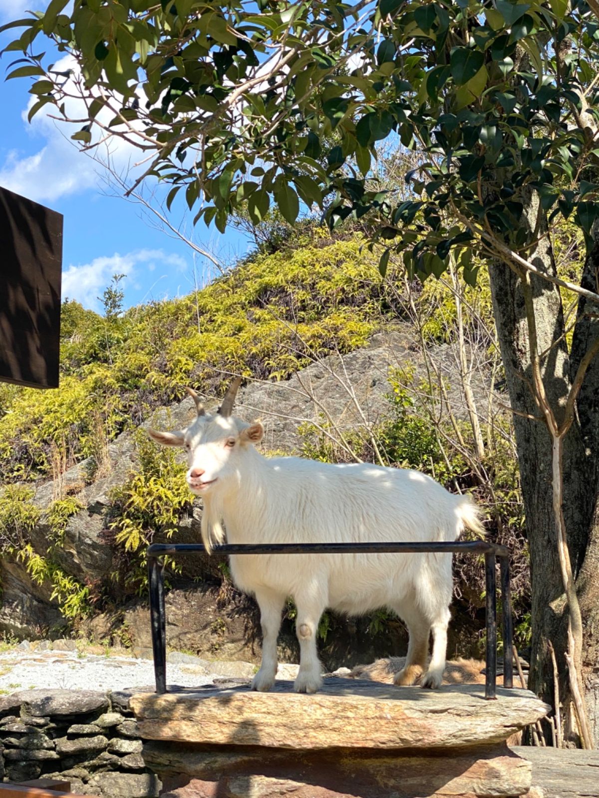 めちゃくちゃベスポジで餌貰うのを
スタンバイしてくる🐐