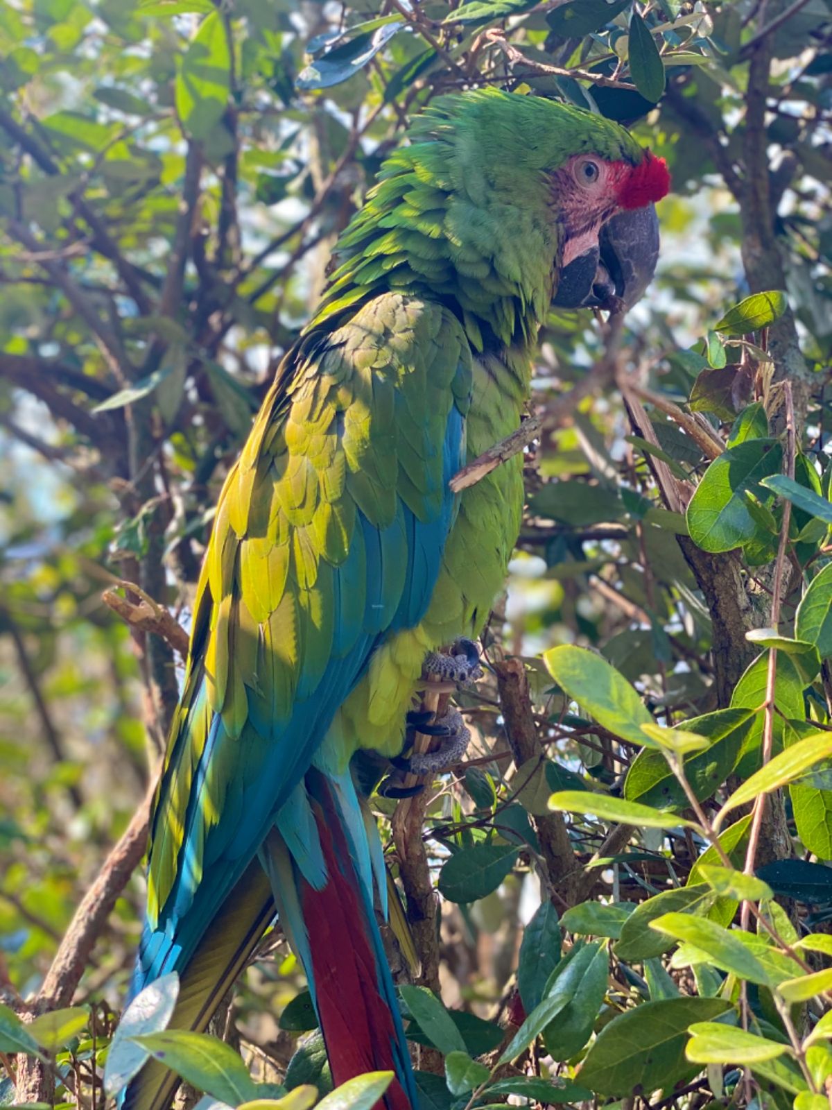 こんなに近くで見られて可愛い😍

器用にクチバシとあんよ使ってる😂