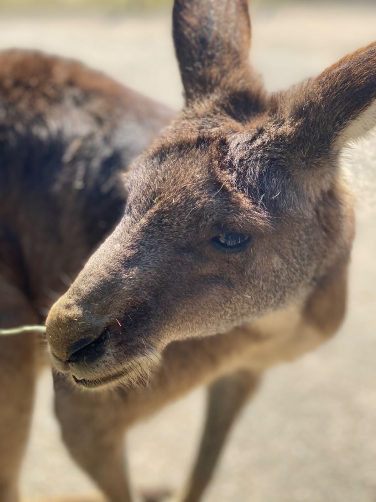 カンガルー🦘の赤ちゃんが
お母さんの袋に顔を突っ込んで
おっぱい飲んでた
...