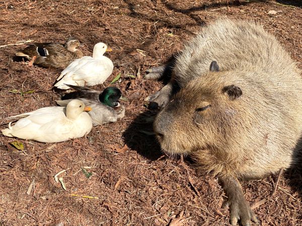 日本・長崎県「大好きなバイオパークへ🐒」の写真：癒しが過ぎる風景
異種の動物たちが仲良く...
