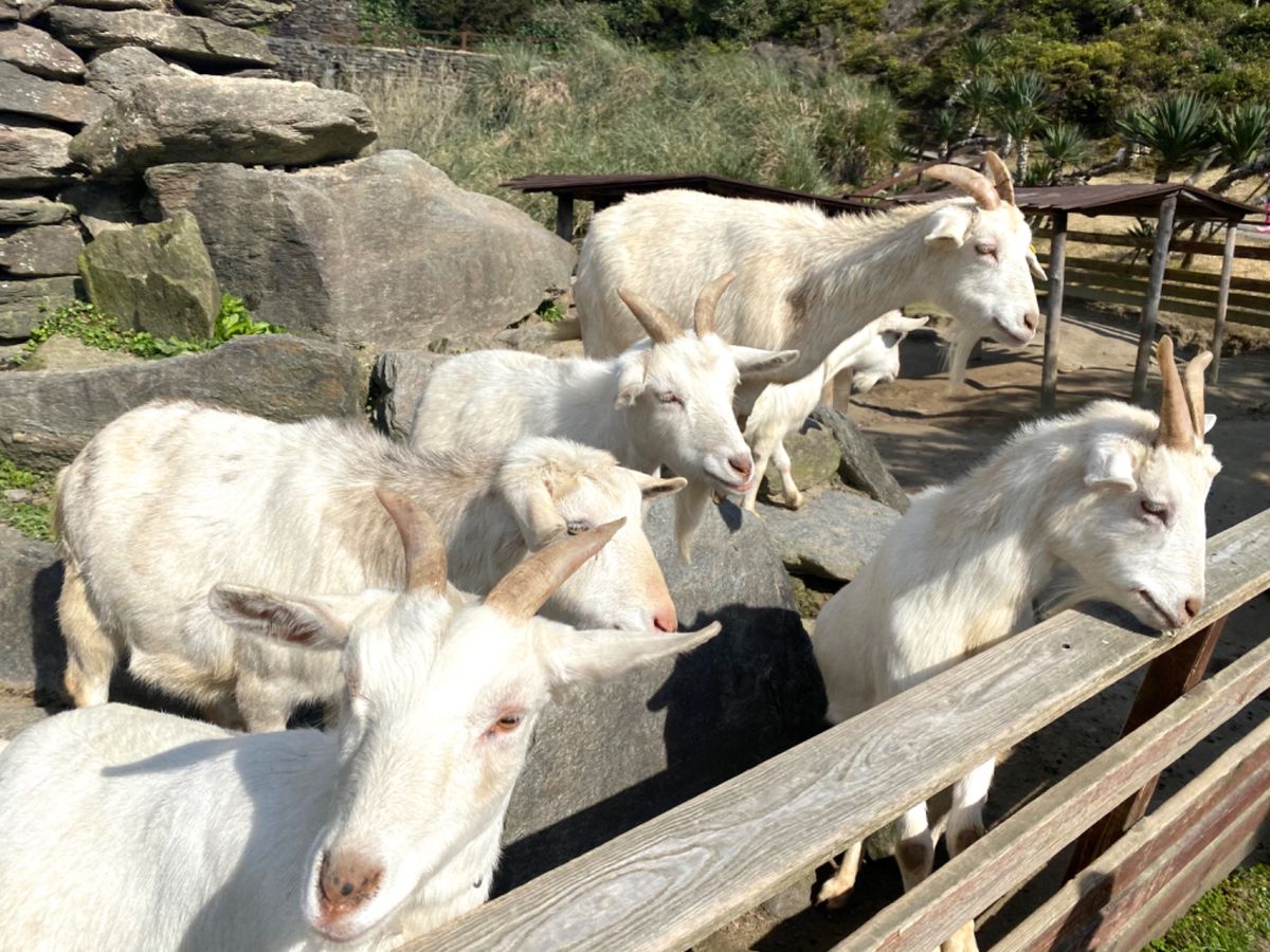 山羊たちの餌の執着心すごい😂
一瞬でめちゃくちゃ集まってくる