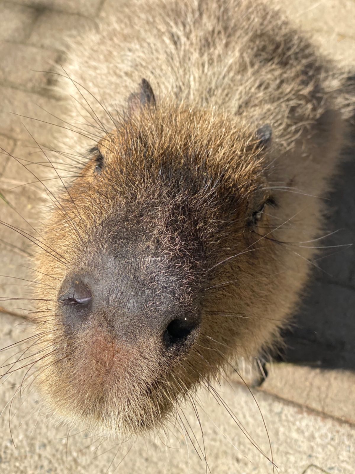 カピバラちゃん達ときたら
ぐんぐん近づいてくるから
鼻デカ写真ばかり撮れて...