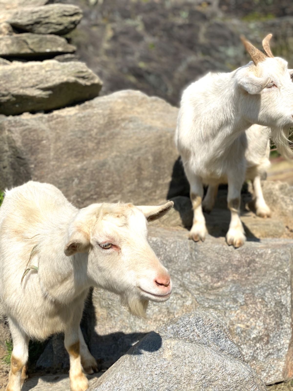 山羊たちの餌の執着心すごい😂
一瞬でめちゃくちゃ集まってくる
