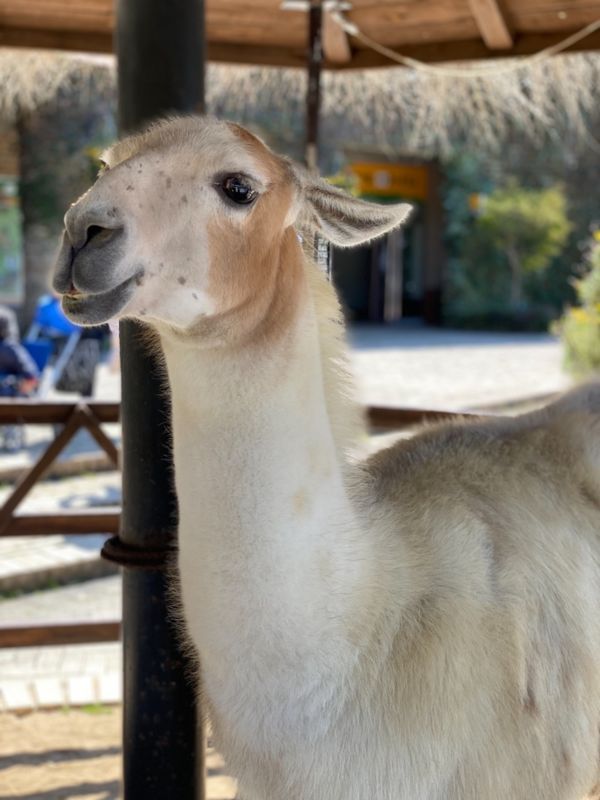 日本・長崎県「大好きなバイオパークへ🐒」の写真：カメラを向けるとポーズを決めてくれる😍