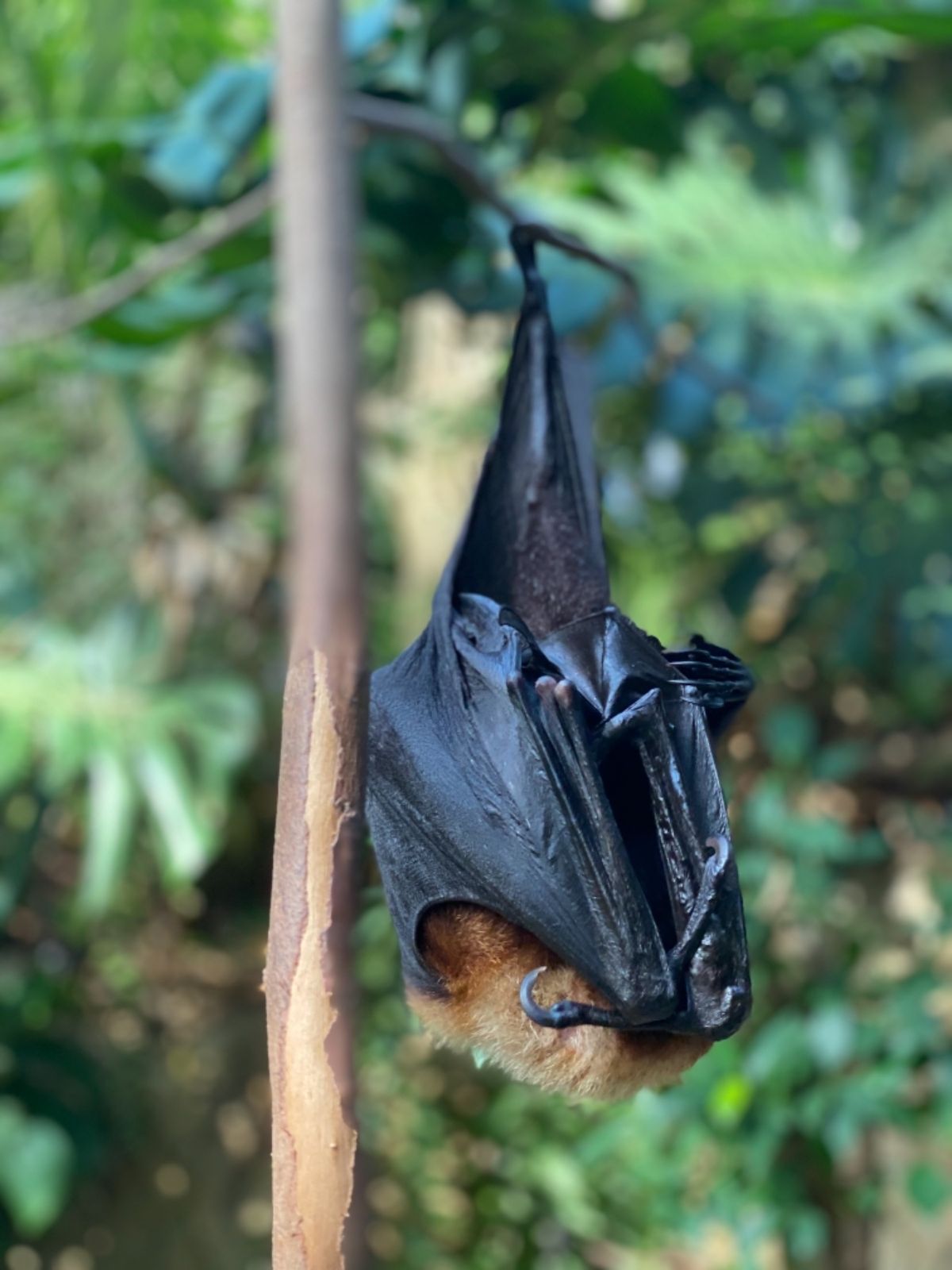 こんなに間近でコウモリ観れるところ
なかなかないだろうなぁ🦇
あくび姿🥱は...