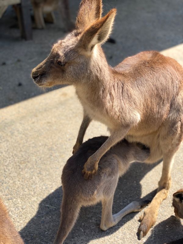 日本・長崎県「大好きなバイオパークへ🐒」の写真：カンガルー🦘の赤ちゃんが
お母さんの袋に...