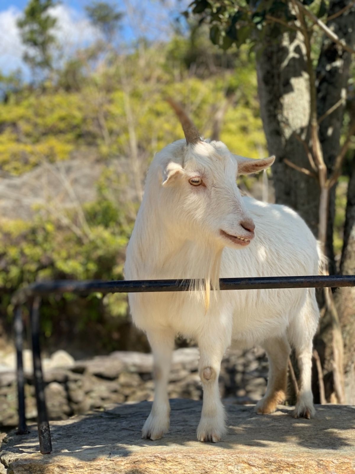 めちゃくちゃベスポジで餌貰うのを
スタンバイしてくる🐐