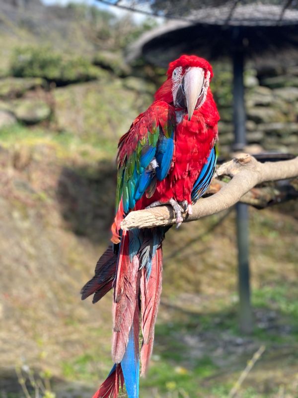 日本・長崎県「大好きなバイオパークへ🐒」の写真：バイオパークのコンゴウインコちゃんは
い...