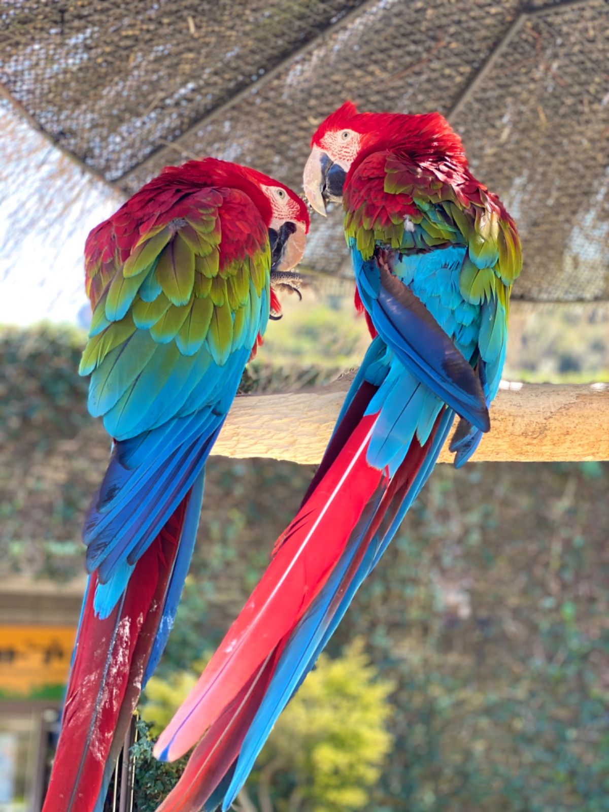 いつ見ても可愛いコンゴウインコのお出迎え🦜💕