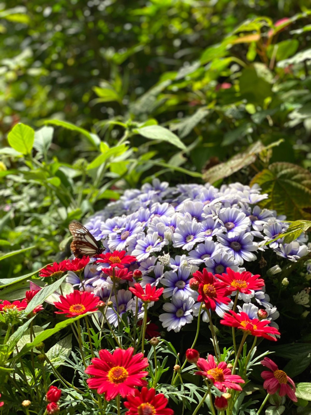 温室の中の蝶たち🦋
タイミングよく撮影するのなかなか難しい〜