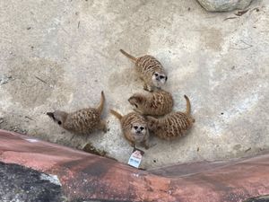 ミルワームを手にした途端にあっという間に集まってくるミーアキャットたち

...