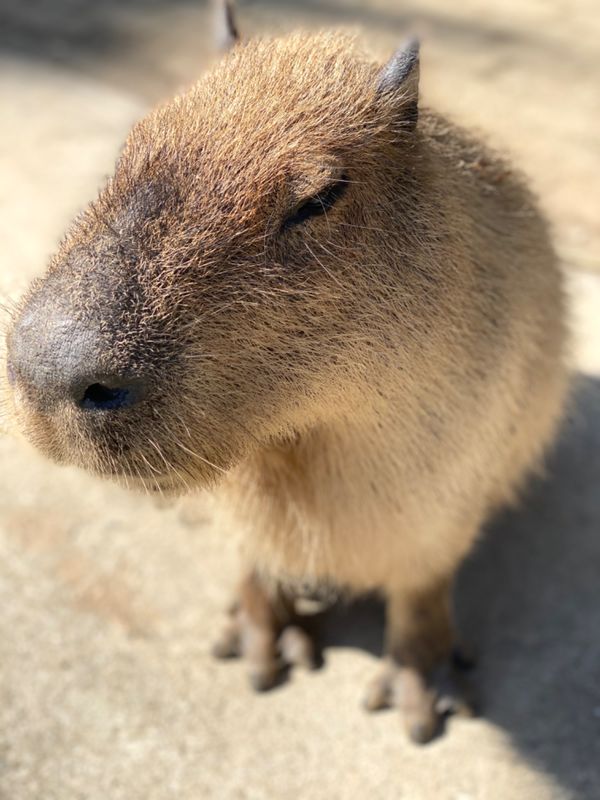 日本・長崎県「大好きなバイオパークへ🐒」の写真：カピバラちゃん達ときたら
ぐんぐん近づい...