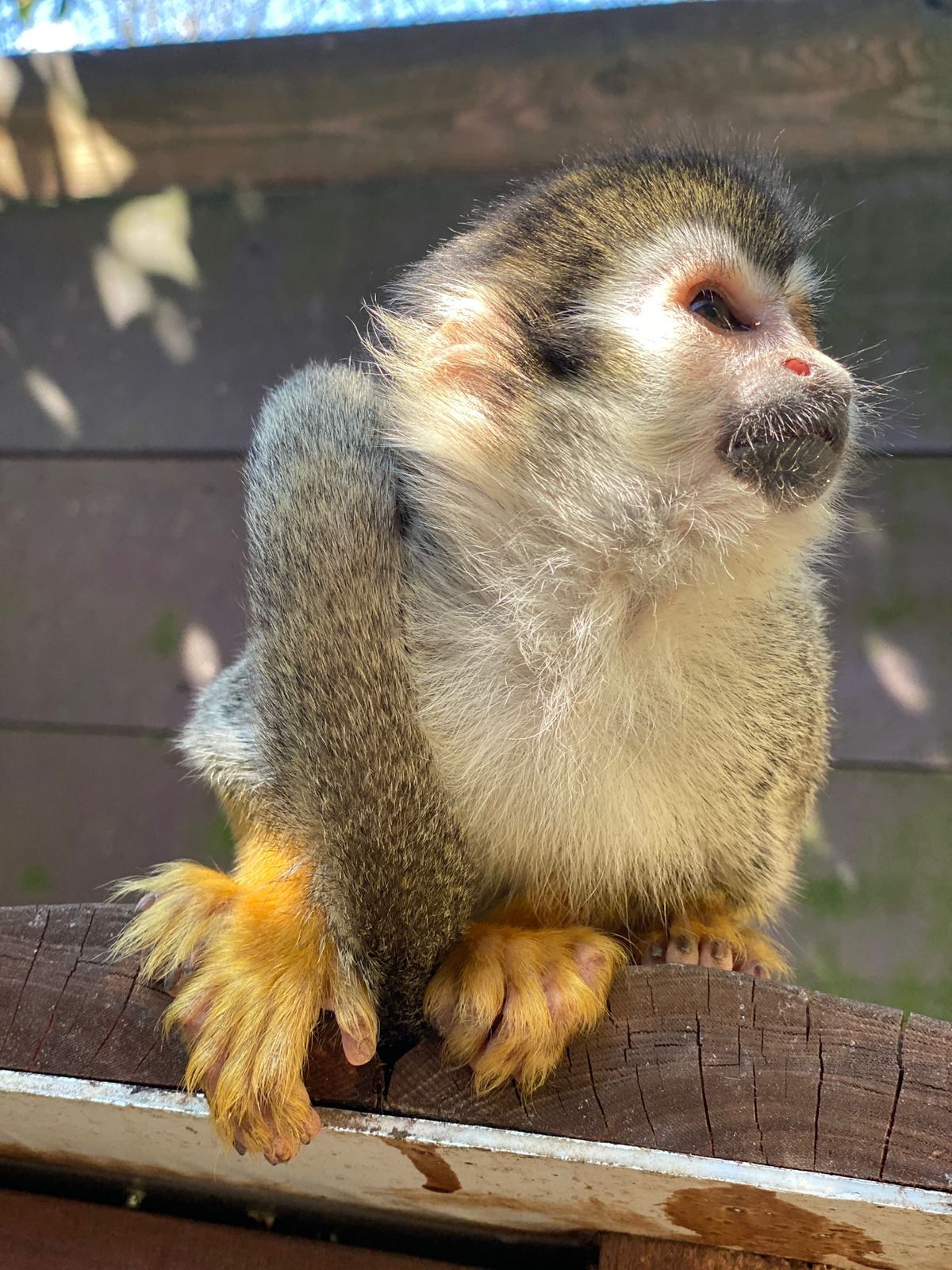 🐒リスザルとクロキツネザルゾーン

ミルワーム与えたときの目の色の変わりっ...