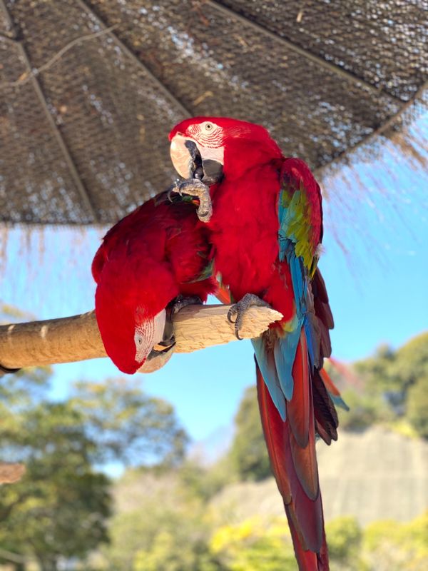 日本・長崎県「大好きなバイオパークへ🐒」の写真：いつ見ても可愛いコンゴウインコのお出迎え🦜💕