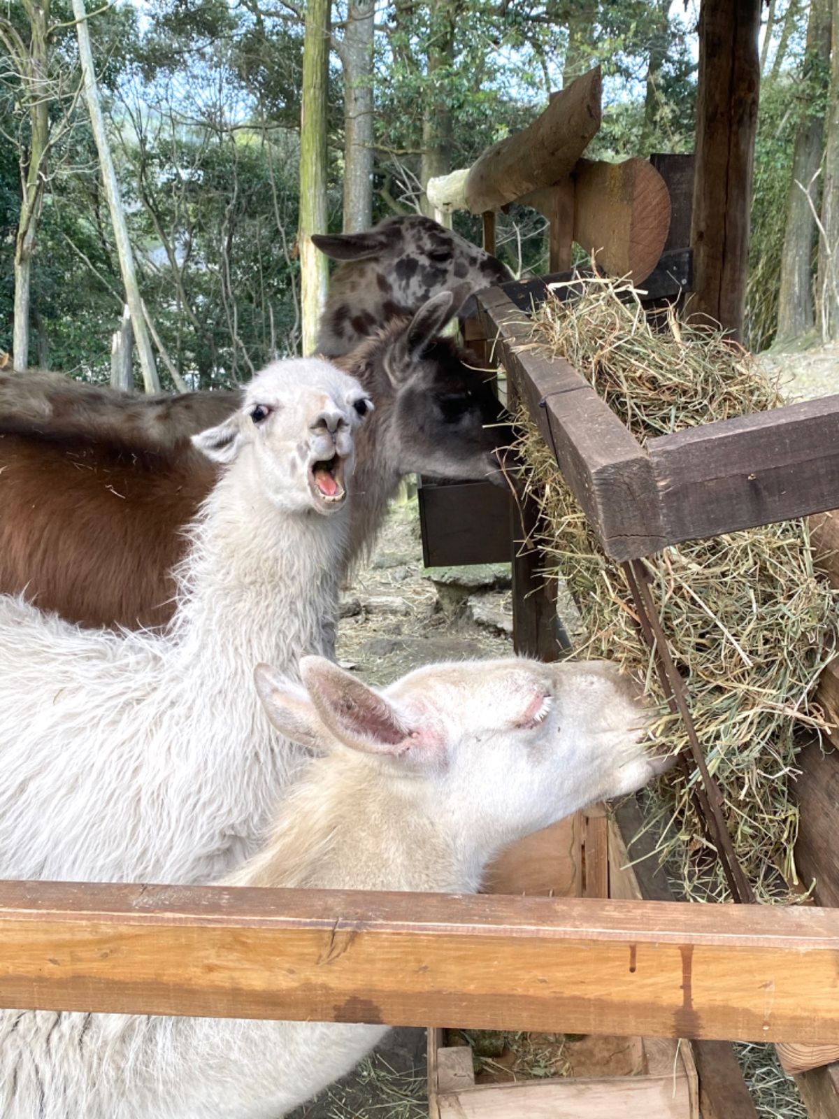リャマ🦙ちゃんたち

お食事してるとこ撮影してたら
なーに撮ってるのよ！っ...