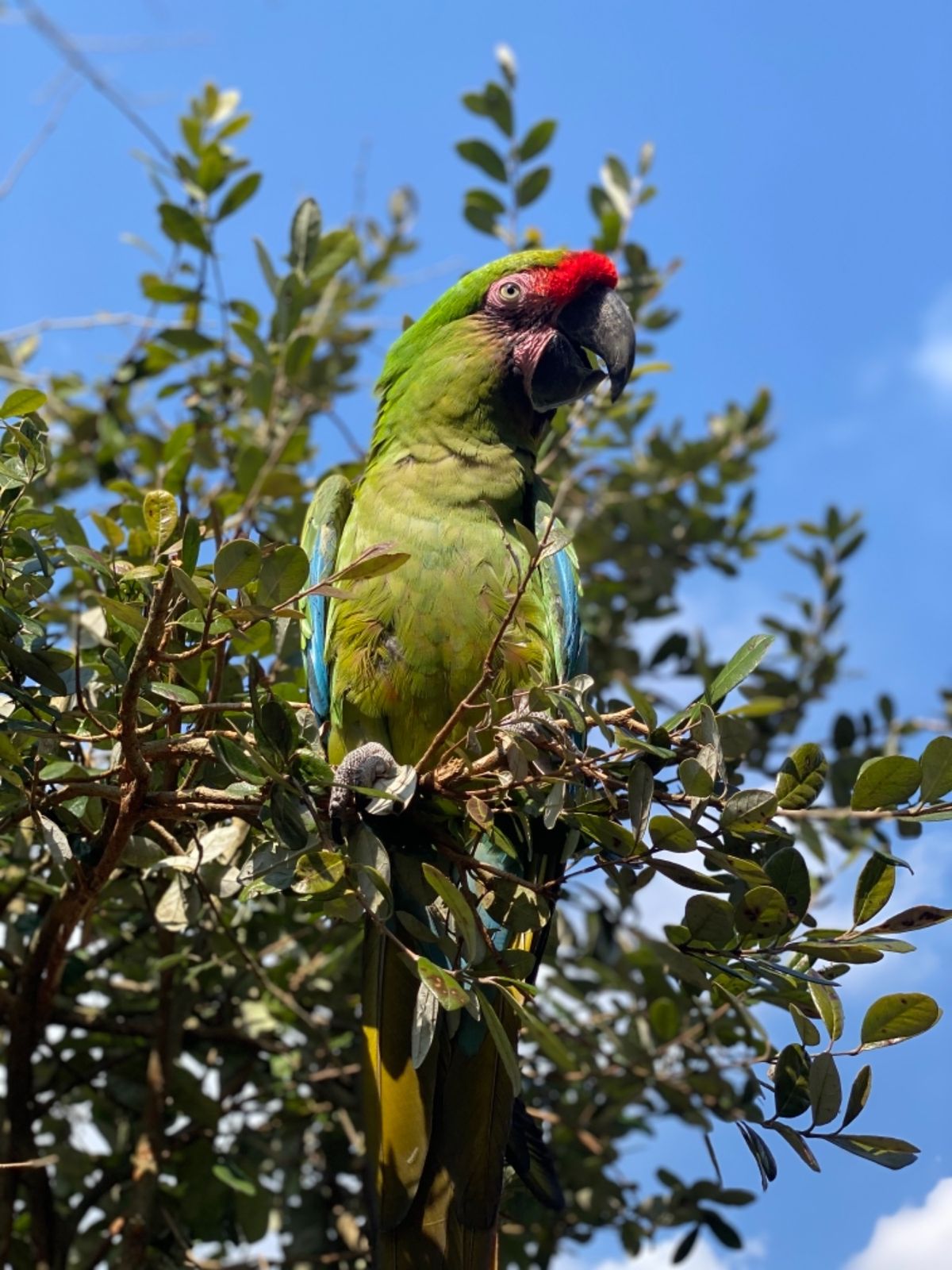 こんなに近くで見られて可愛い😍

器用にクチバシとあんよ使ってる😂