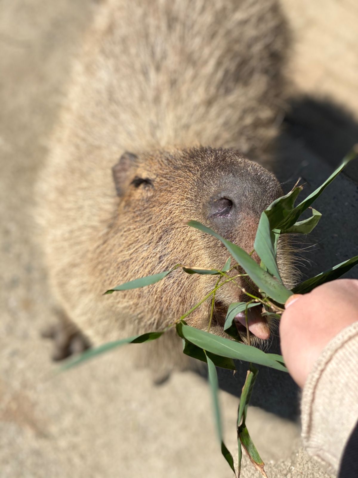 カピバラちゃん達ときたら
ぐんぐん近づいてくるから
鼻デカ写真ばかり撮れて...
