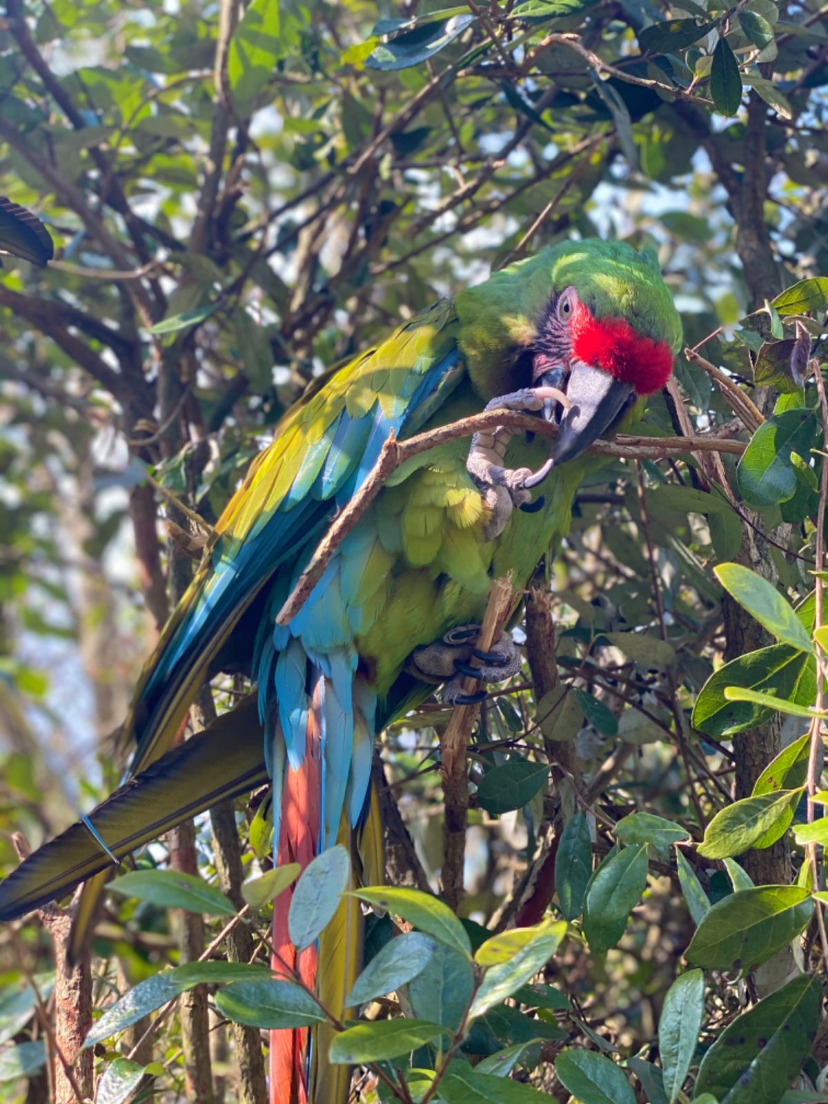 こんなに近くで見られて可愛い😍

器用にクチバシとあんよ使ってる😂