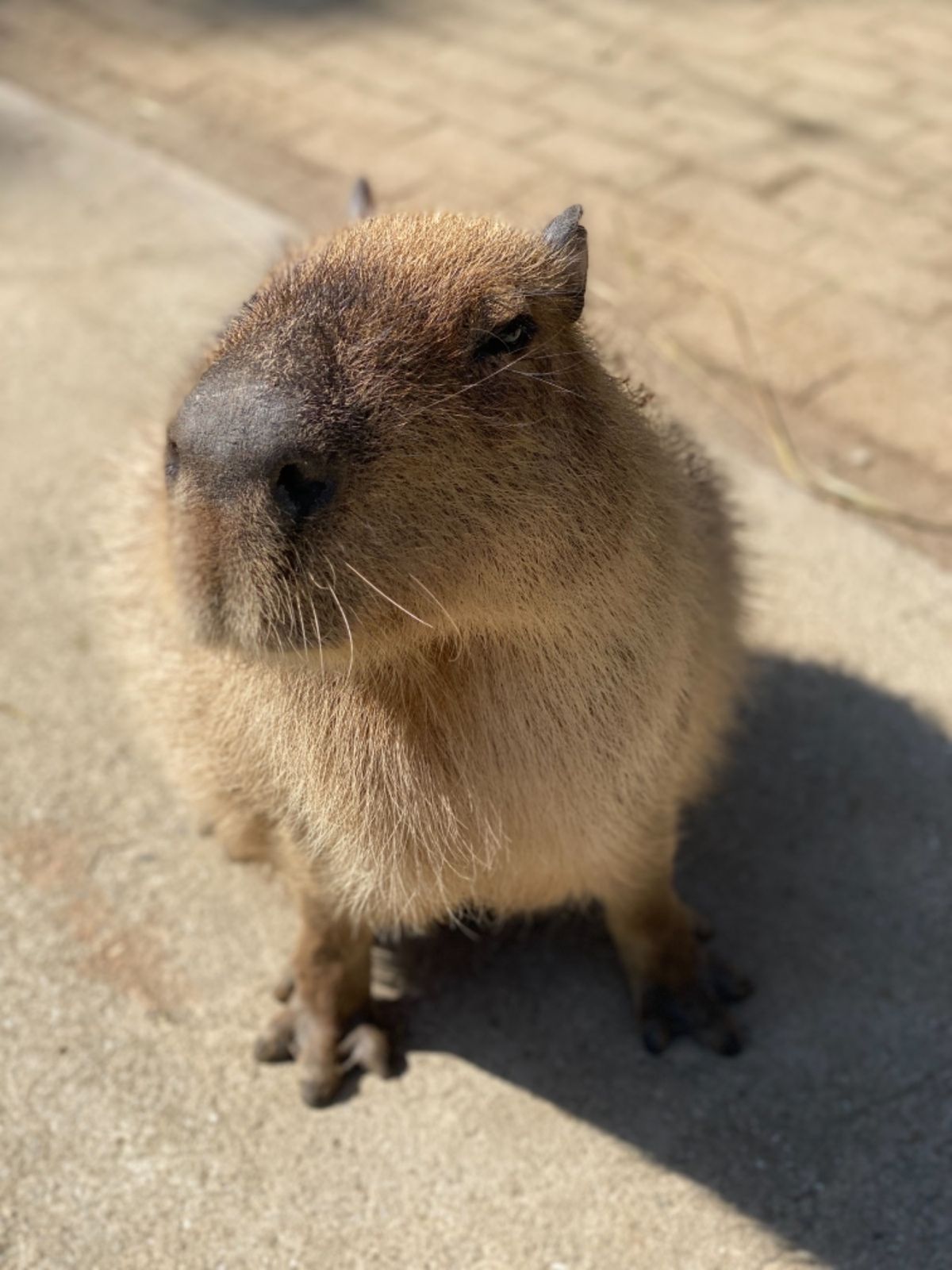 カピバラちゃん達ときたら
ぐんぐん近づいてくるから
鼻デカ写真ばかり撮れて...