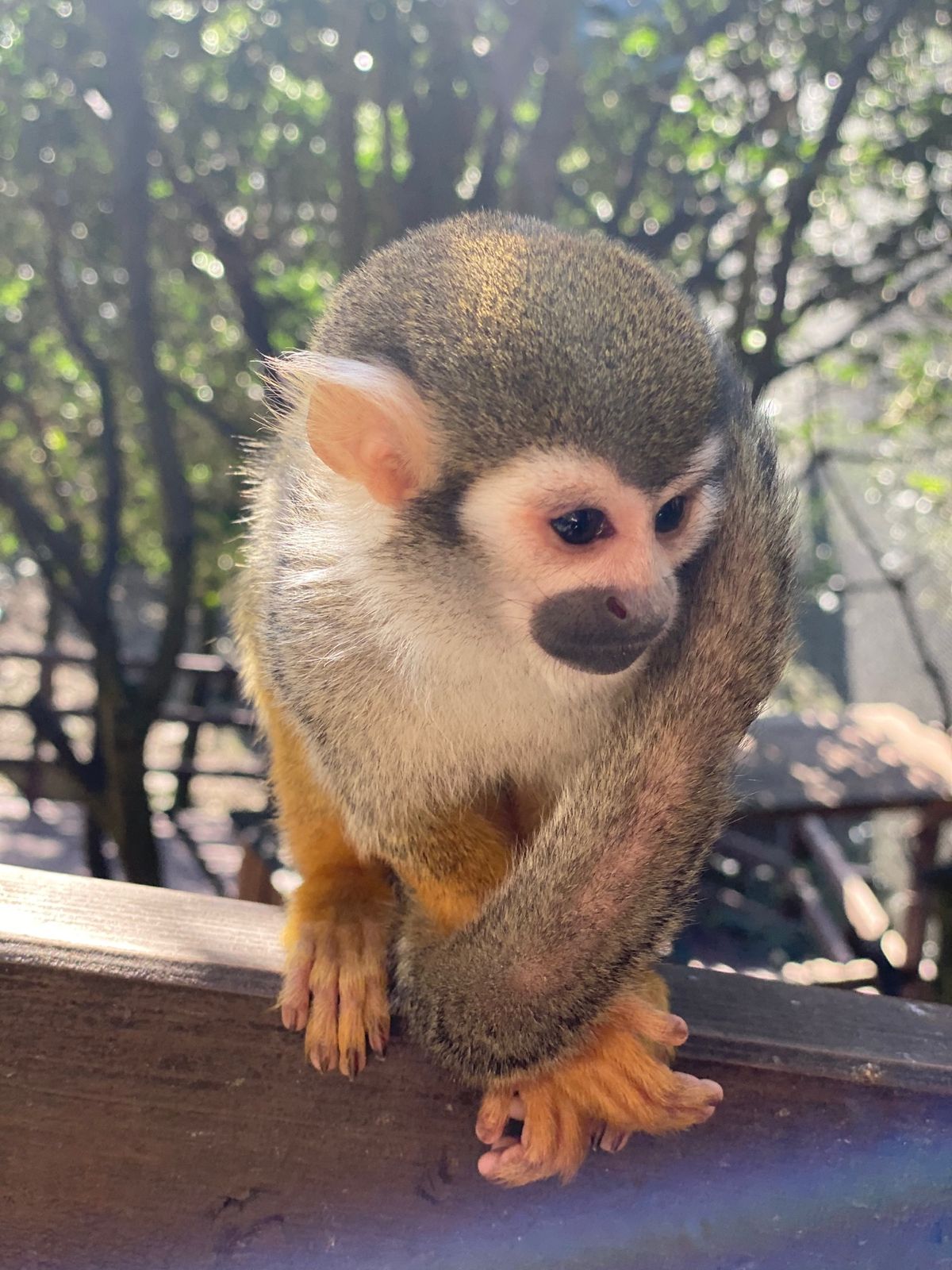 🐒リスザルとクロキツネザルゾーン

ミルワーム与えたときの目の色の変わりっ...
