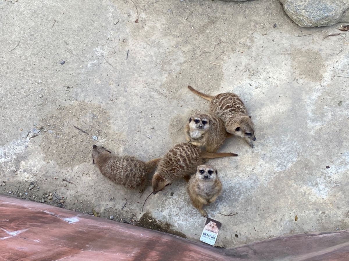 ミルワームを手にした途端にあっという間に集まってくるミーアキャットたち

...