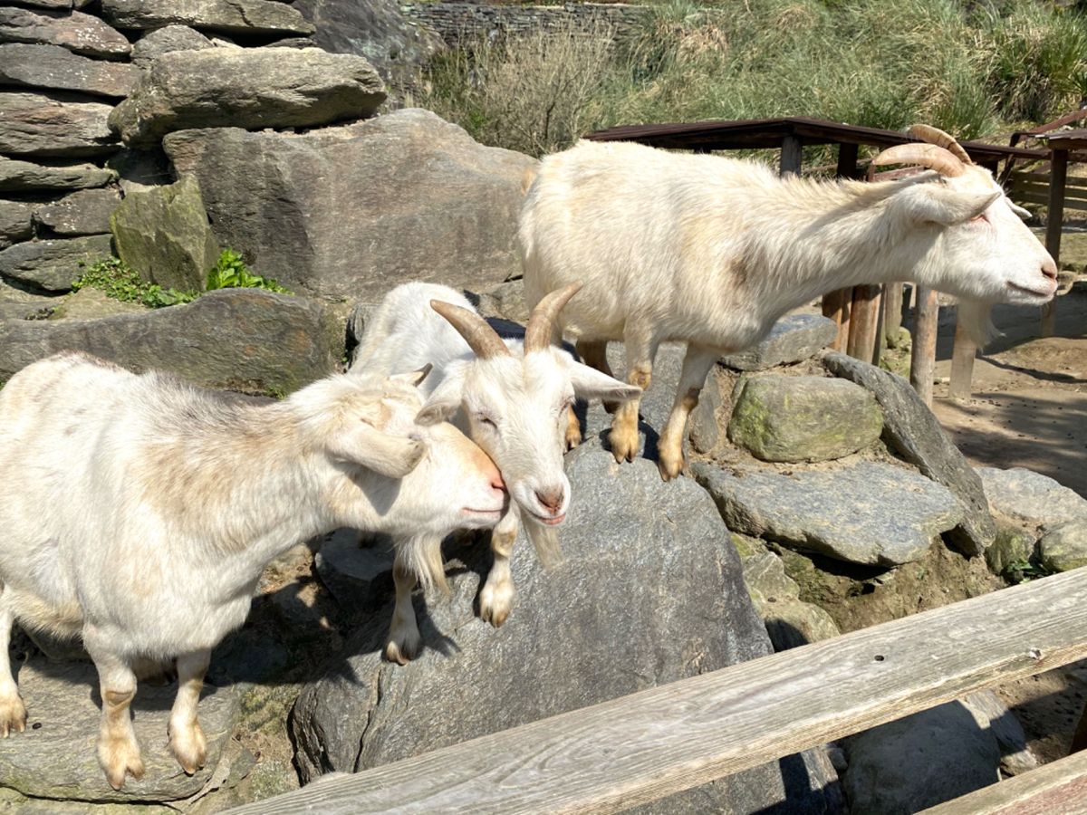 山羊たちの餌の執着心すごい😂
一瞬でめちゃくちゃ集まってくる