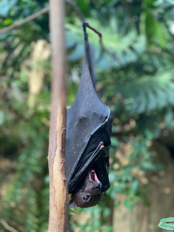 日本・長崎県「大好きなバイオパークへ🐒」の写真：こんなに間近でコウモリ観れるところ
なか...
